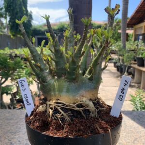 0304 42 Arabicum Godji Champ (18 Meses)