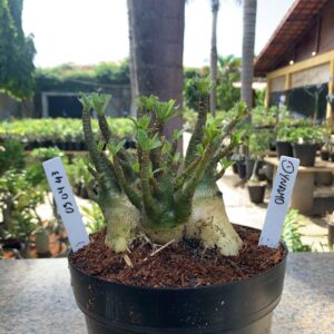 0304 43 Arabicum Dynamo (18 Meses)