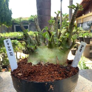0304 44 Arabicum Dwaf (18 Meses)