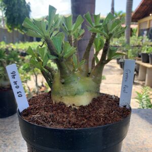 0304 46 Arabicum Green Pod (18 Meses)