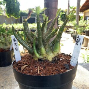 0304 47 Arabicum Thor (18 Meses)