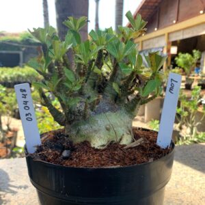 0304 48 Arabicum Low (18 Meses)