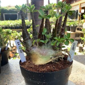 0304 49 Arabicum Dwaf (18 Meses)