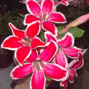 Pré Venda - Rosa do Deserto Estrelinha