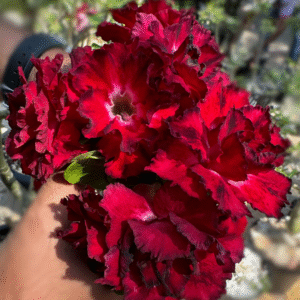 Baby - Rosa do Deserto Amor de Mãe