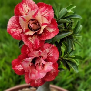 Baby - Rosa do Deserto Julius cesar