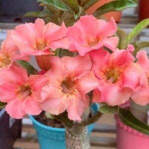 Avaria - Rosa do Deserto Sleeping beauty