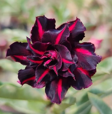 Podadinha - Rosa do Deserto Mustang black