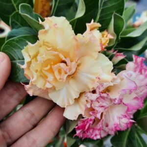 Pré Venda - Rosa do Deserto Golden Temple