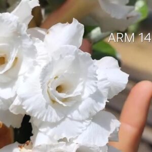 Pré Venda - Rosa do Deserto ARM 14