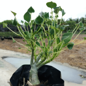 Pré Venda - Rosa do Deserto Fiona - Leaf Spoon