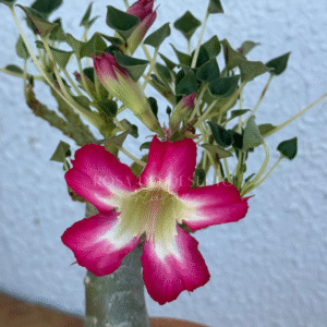 Baby - Rosa do Deserto Fiona - Leaf Spoon