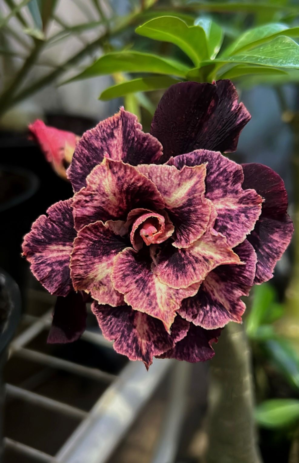 Avaria - Rosa do Deserto Crepúsculo RDF