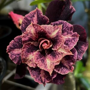 Pré Venda - Rosa do Deserto Crepúsculo