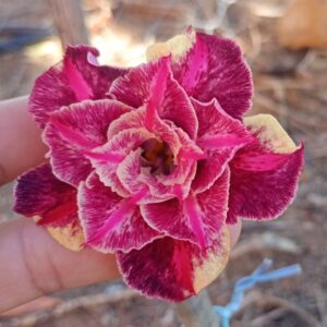 Baby - Rosa do Deserto Triple Whish III