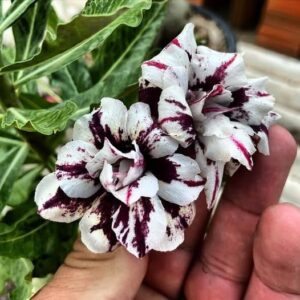 Avaria - Rosa do Deserto Lilac Frost