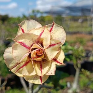 Avaria - Rosa do Deserto Girassol