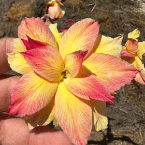 Podadinha - Rosa do Deserto Chrysanthemus Terrace 2