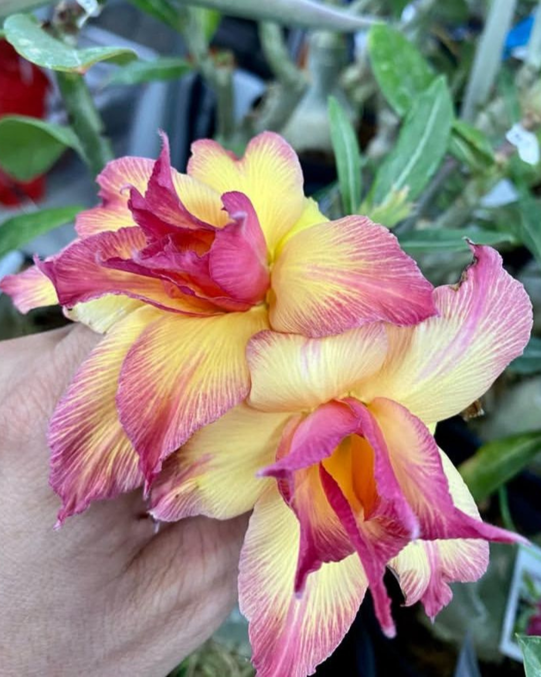 Podadinha - Rosa do Deserto Chrysanthemus Terrace 2 - Imagem 2