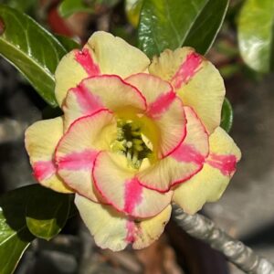 Avaria - Rosa do Deserto Pineapple