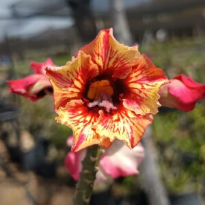 Baby - Rosa do Deserto Renda de Fogo Buquê