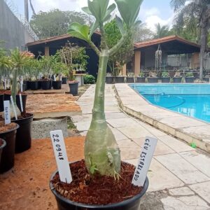 2209 48 Rosa do Deserto Céu Estrelado