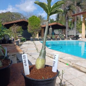 2209 03 Rosa do Deserto Egg Roll