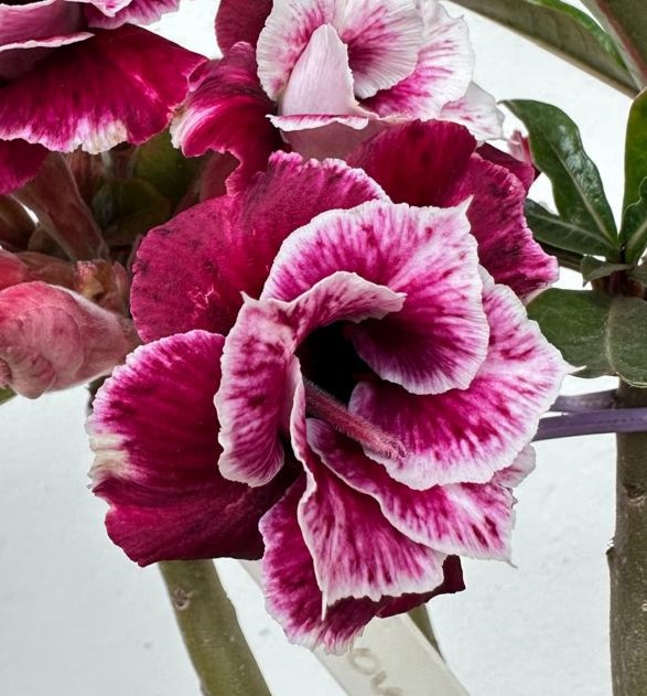 Avaria - Rosa do Deserto Cone Flower