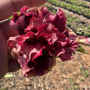 Pré Venda - Rosa do Deserto Golden lavanda