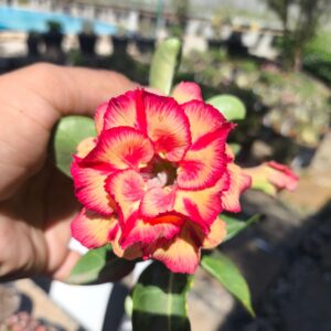 Baby - Rosa do Deserto Kora