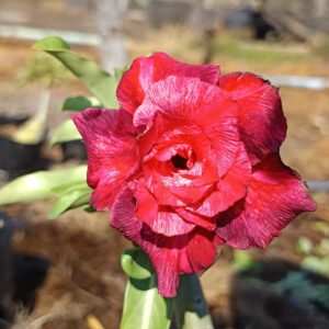 Podadinha - Rosa do Deserto cibele