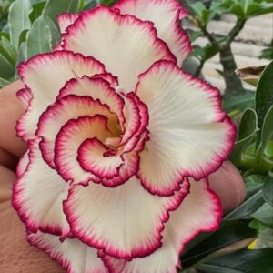 Baby - Rosa do Deserto Gis