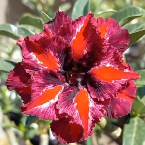 Baby - Rosa do Deserto Connie