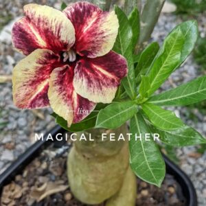 Podadinha - Rosa do Deserto Magical Feather