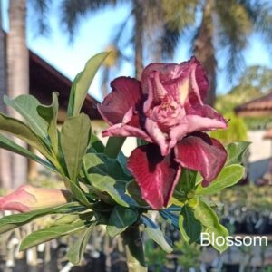 Podadinha - Rosa do Deserto Blossom