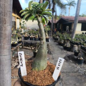 0210 31 Rosa do Deserto Florent