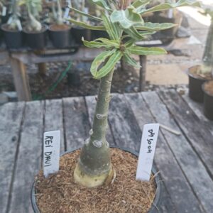 0410 04 Rosa do Deserto Rei Davi