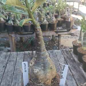 0410 17 Rosa do Deserto Amor de Mãe