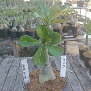 0410 13 Rosa do Deserto Amor de Mãe