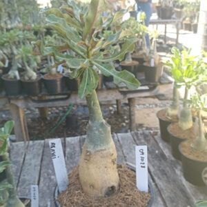 0410 28 Rosa do Deserto Akachi