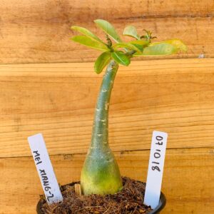 0710 18 Rosa do Deserto Mei Xiang 2