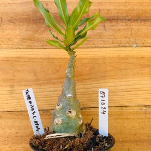 0710 24 Rosa do Deserto Triple Wish 3 Caudex Arabicum