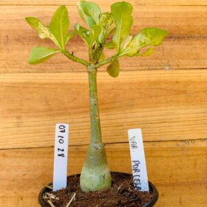 0710 28 Rosa do Deserto Variegata Porcelana