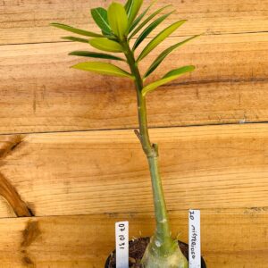 0710 31 Rosa do Deserto ID Misterioso