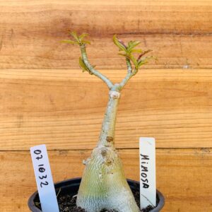 0710 32 Rosa do Deserto Mimosa