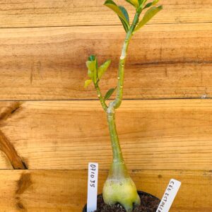 0710 35 Rosa do Deserto Céu Estrelado