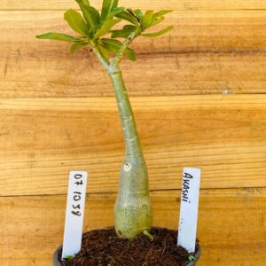 0710 38 Rosa do Deserto Akachi