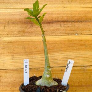 0710 41 Rosa do Deserto Monique