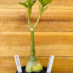 0710 43 Rosa do Deserto Ceu Estrelado