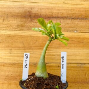 0710 46 Rosa do Deserto Variegata 500